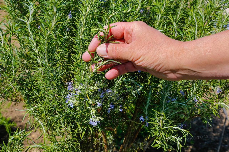 Rosemary