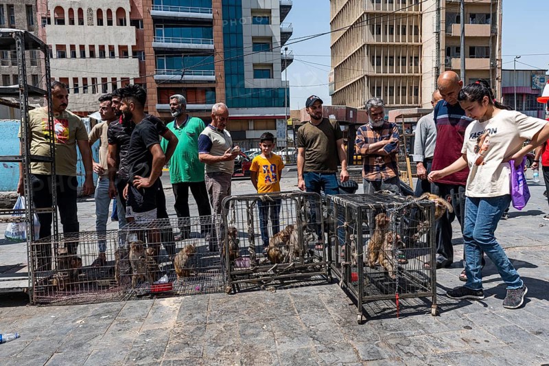 Monkeys for sale