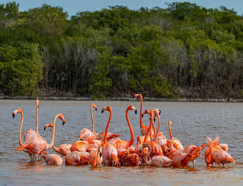 American flamingo