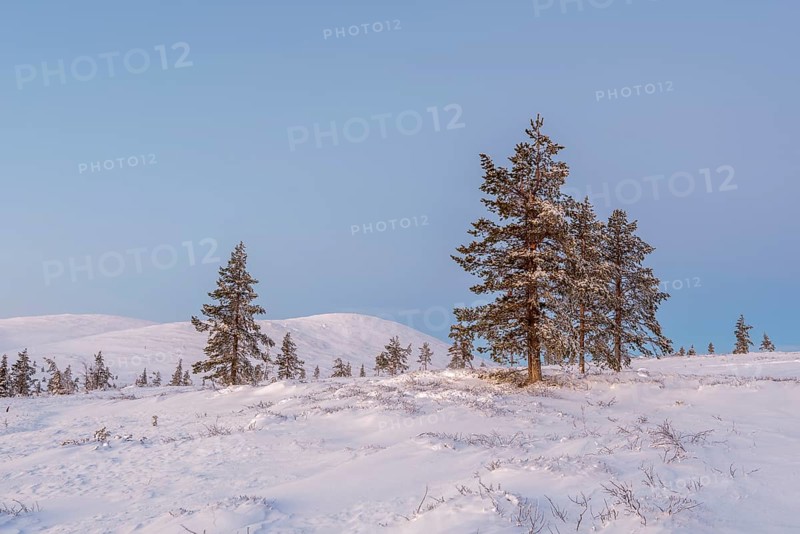 Tree line