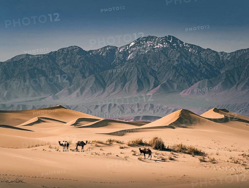 Mount Baga Bogd. There are some camels