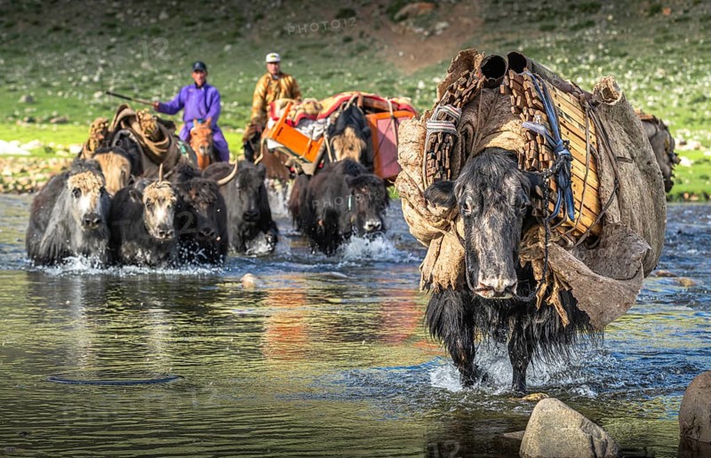 The nomadic family moves with yaks in the summer. Bayanhongor Province