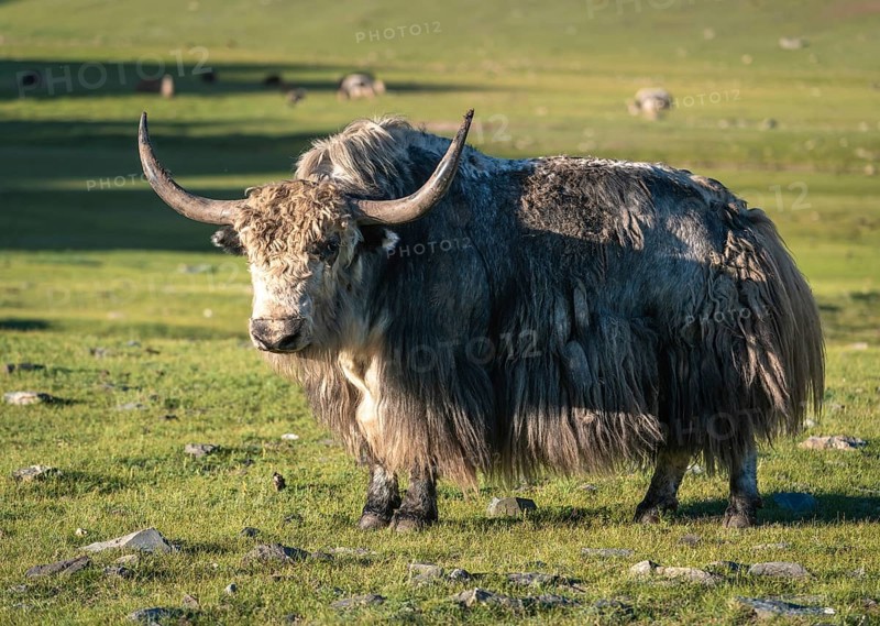 Bull
