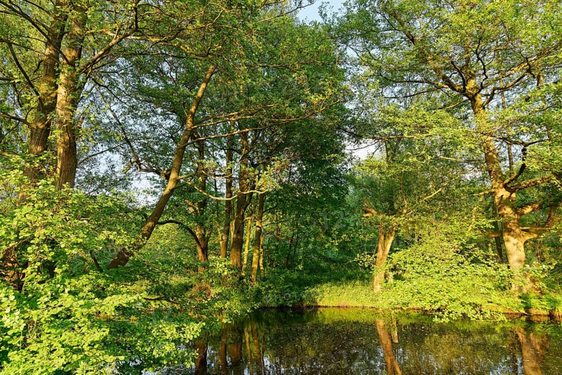 Small lake with red alder