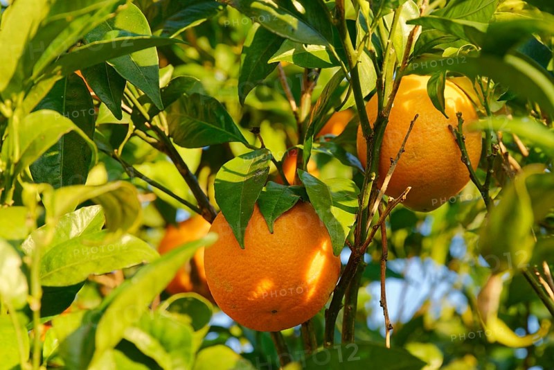 Bitter orange