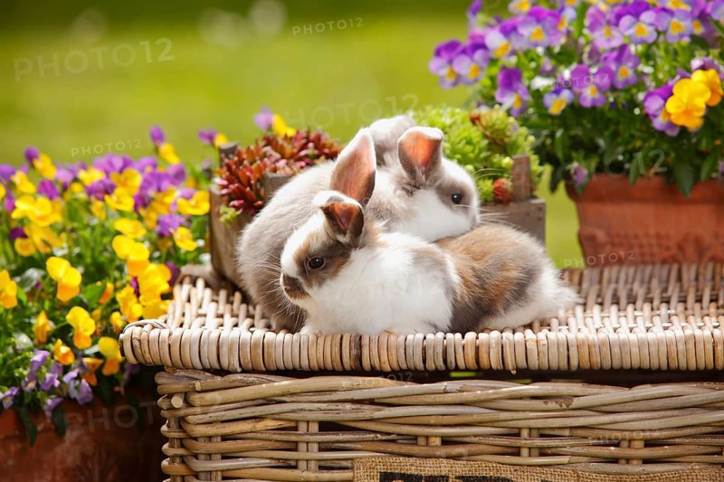 Dwarf ram rabbits