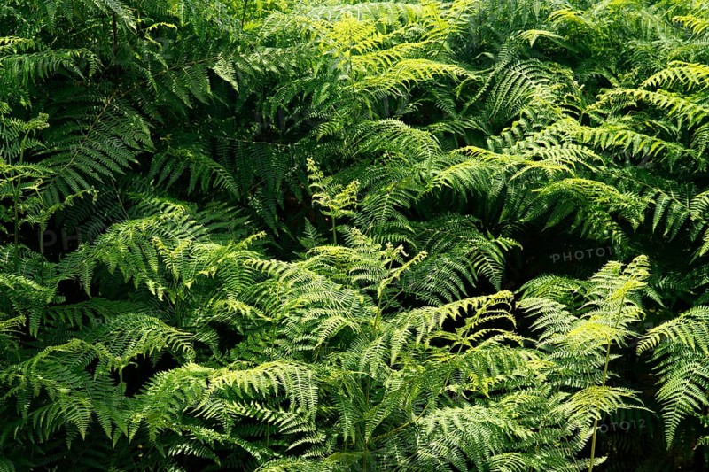 Ostrich Fern