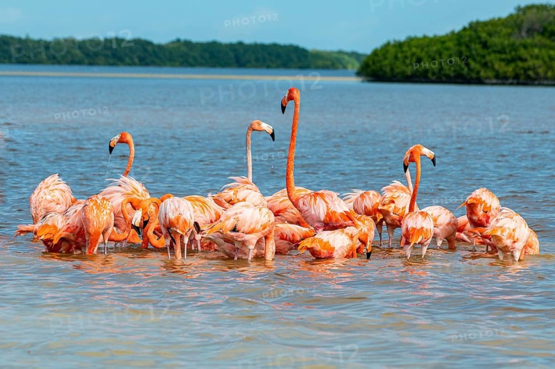 American flamingo