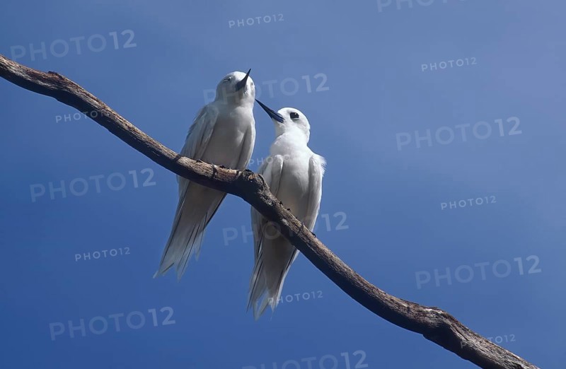 White terns