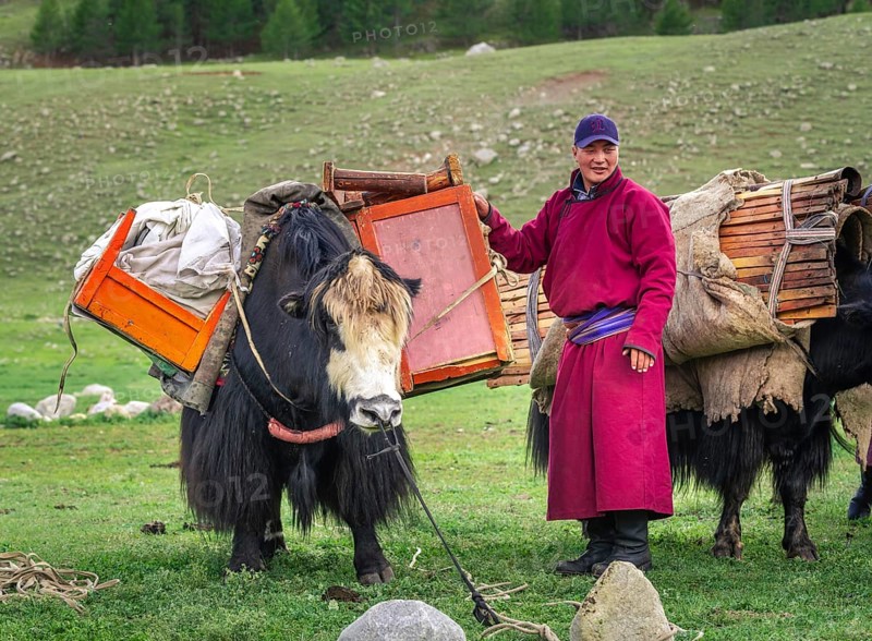 The nomadic family moves with yaks in the summer. Bayanhongor Province