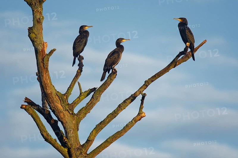 Great cormorants