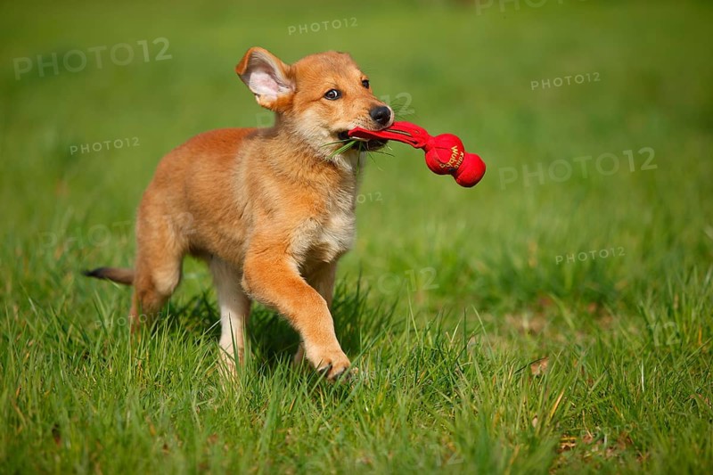 Harzer fox