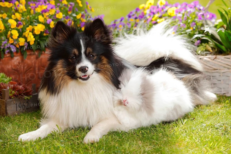 Mixed breed dog and teddy dwarf rabbit
