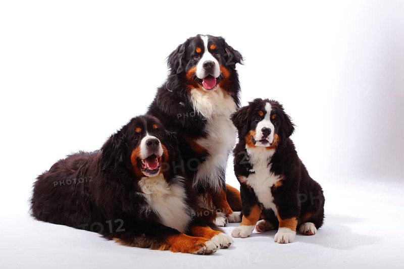 Bernese Mountain Dog