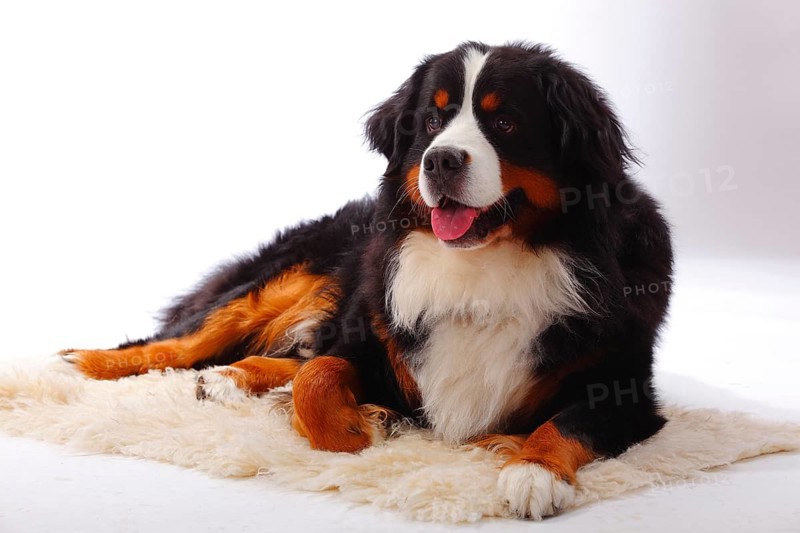 Bernese Mountain Dog
