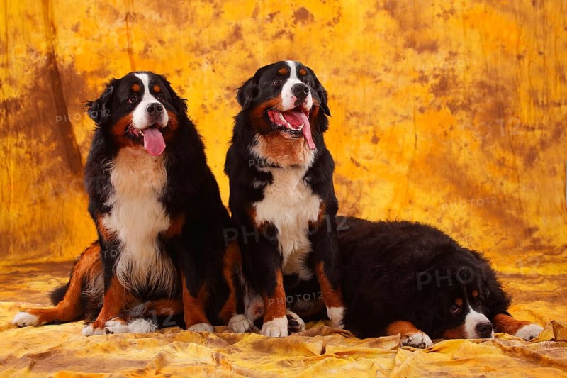 Bernese Mountain Dog