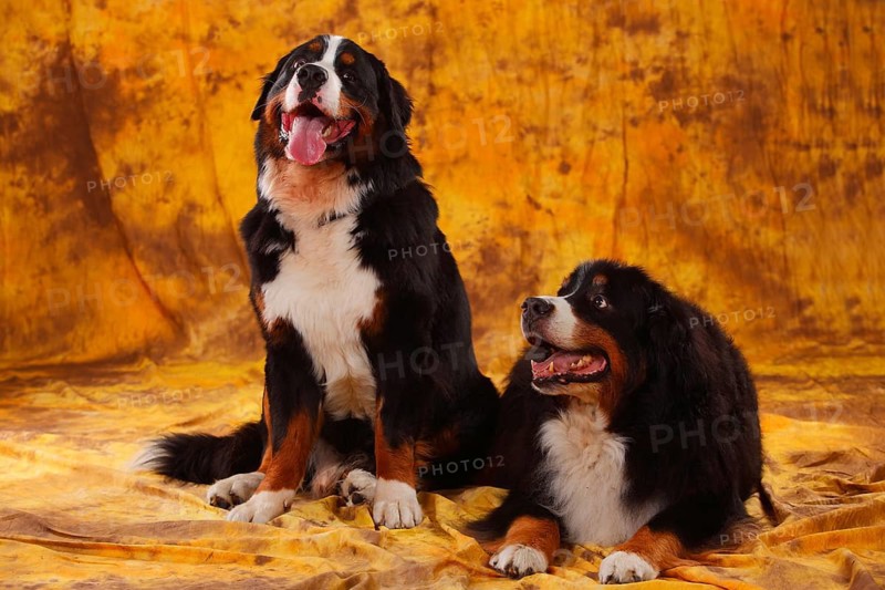 Bernese Mountain Dog