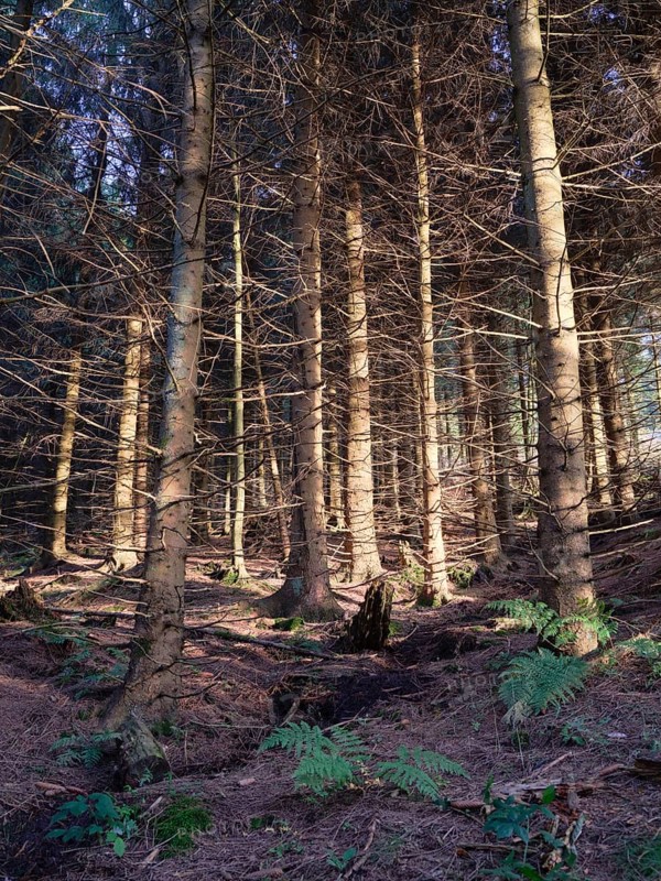 Wald auf dem Bocksberg