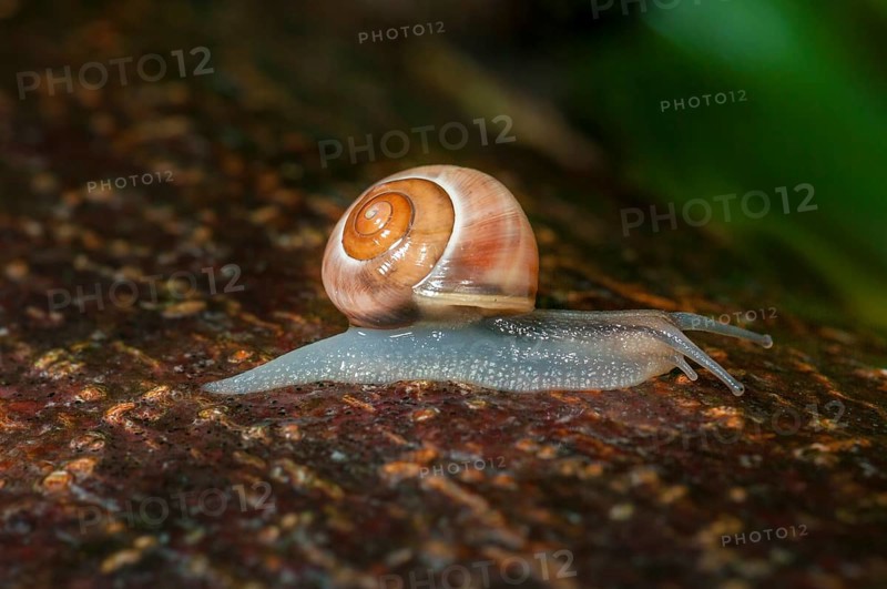 White-lipped snail