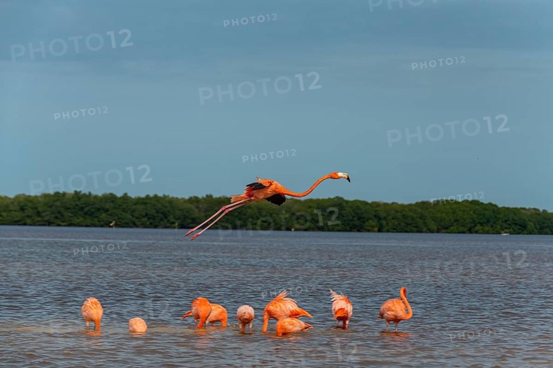 American flamingo