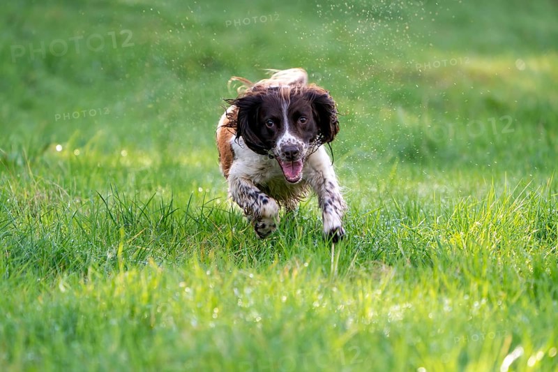 Hunting dog