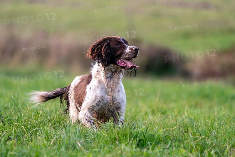 Hunting dog