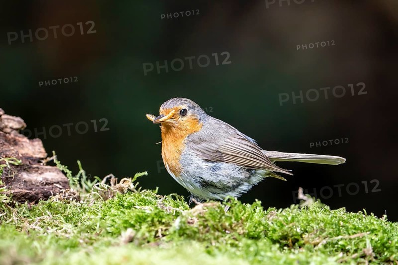 European robin