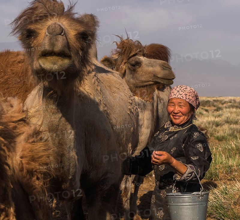 Happy shepherd milking camels