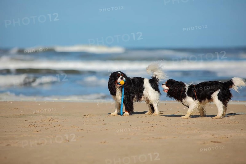 Cavalier King Charles Spaniel