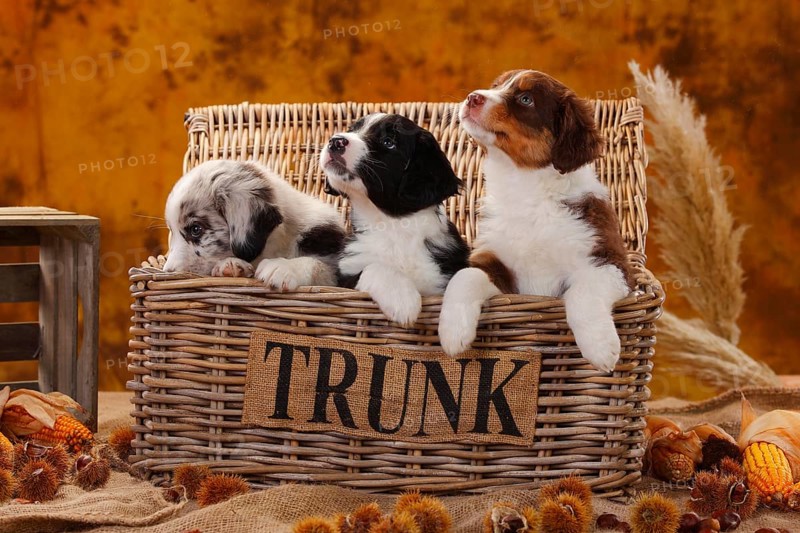 Miniature Australian Shepherd