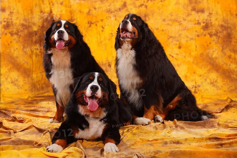 Bernese Mountain Dog