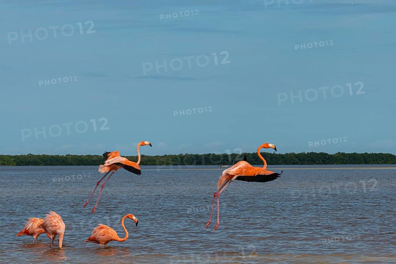 American flamingo