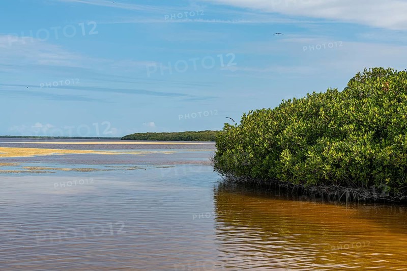 Mangoves in the Rio Celestun Unesco Biosphere Reserve