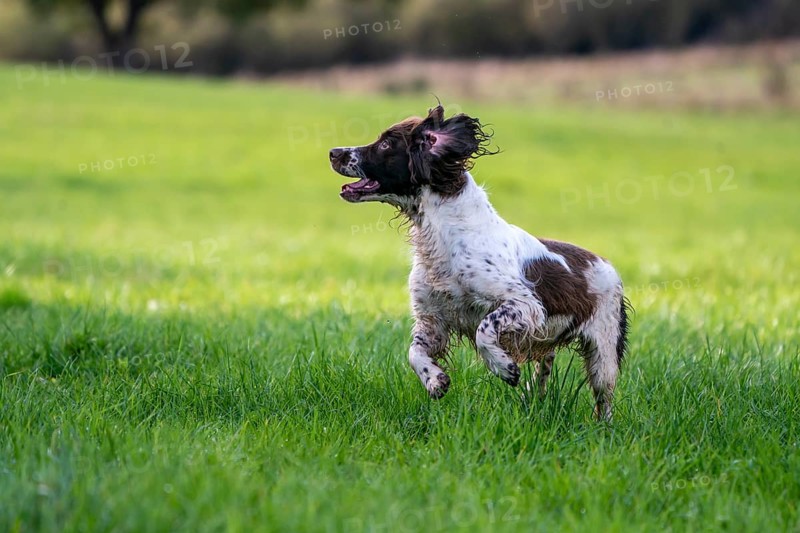 Hunting dog