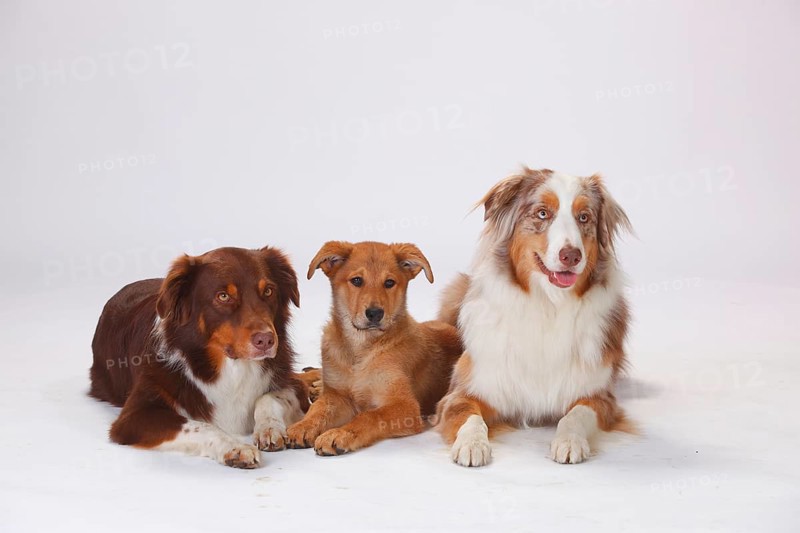 Australian Shepherds