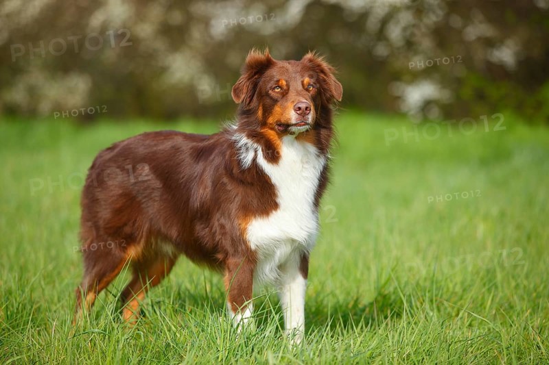Australian Shepherd