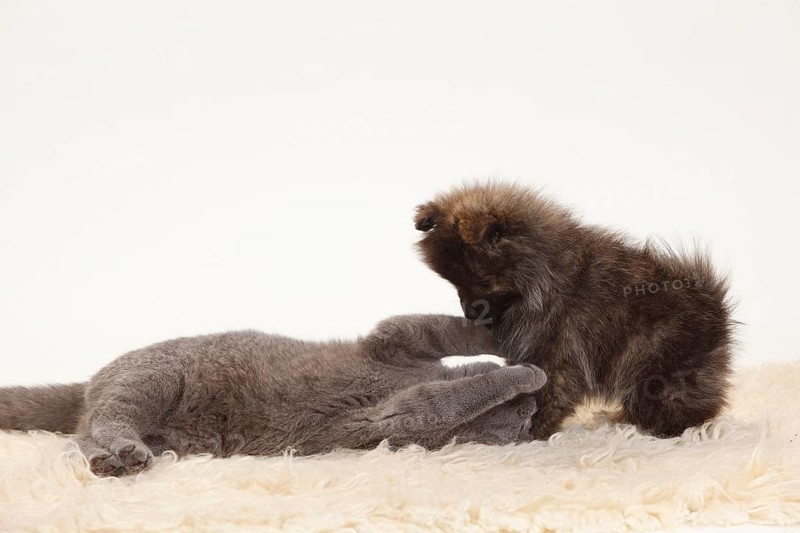 British Shorthair and Small Spitz
