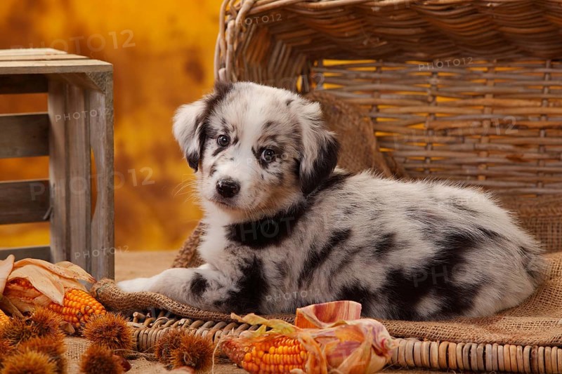 Miniature Australian Shepherd