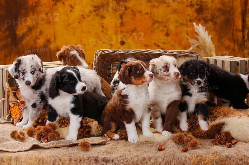 Miniature Australian Shepherd