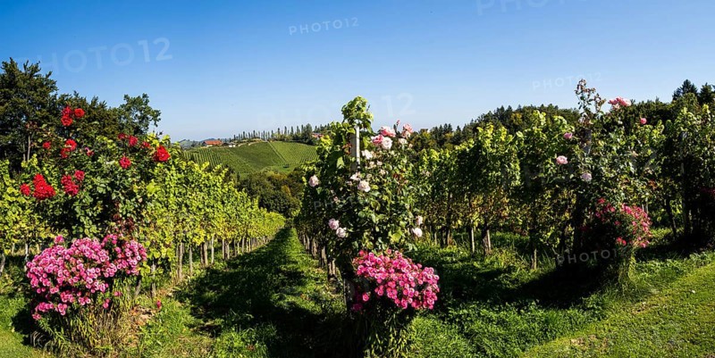 Vineyard with vines