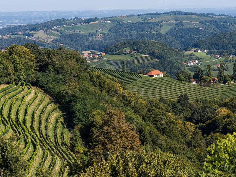 Hilly landscape with vineyards near Kitzeck im Sausal