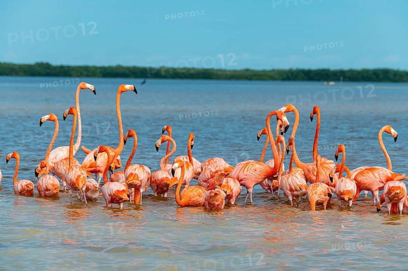 American flamingo