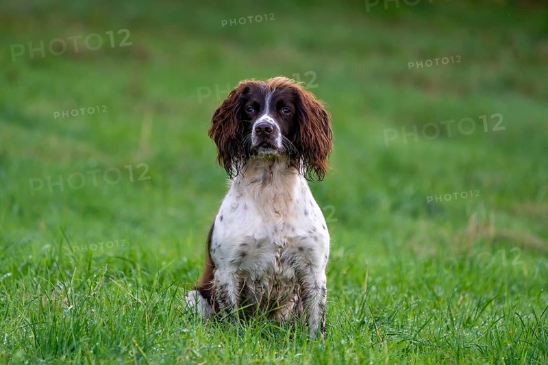 Hunting dog
