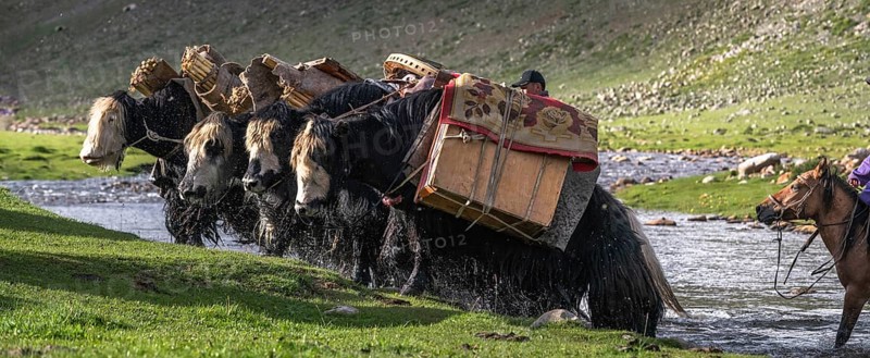 The nomadic family moves with yaks in the summer. Bayanhongor Province