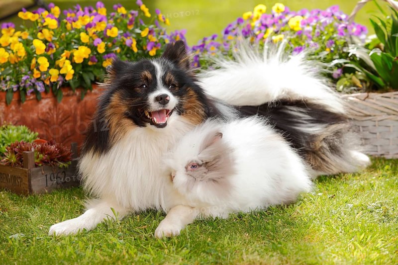 Mixed breed dog and teddy dwarf rabbit