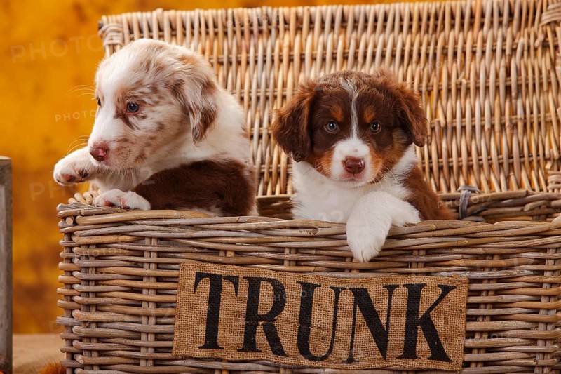 Miniature Australian Shepherd
