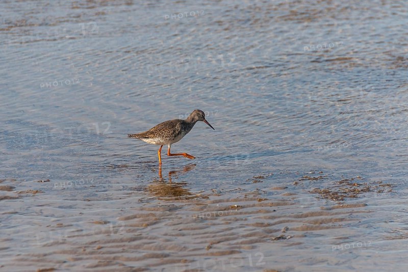 Common redshank
