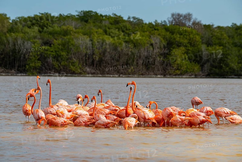 American flamingo