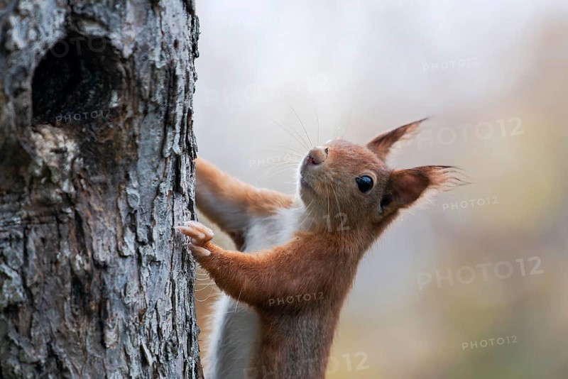 Eurasian red squirrel