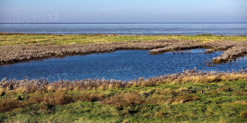 Salt marshes and North Sea